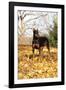 Doberman Pincher (Female) Standing in Yellow Maple Leaves, St. Charles, Illinois, USA-Lynn M^ Stone-Framed Photographic Print