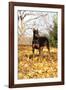 Doberman Pincher (Female) Standing in Yellow Maple Leaves, St. Charles, Illinois, USA-Lynn M^ Stone-Framed Photographic Print