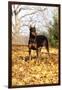 Doberman Pincher (Female) Standing in Yellow Maple Leaves, St. Charles, Illinois, USA-Lynn M^ Stone-Framed Photographic Print