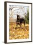Doberman Pincher (Female) Standing in Yellow Maple Leaves, St. Charles, Illinois, USA-Lynn M^ Stone-Framed Photographic Print