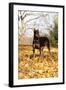 Doberman Pincher (Female) Standing in Yellow Maple Leaves, St. Charles, Illinois, USA-Lynn M^ Stone-Framed Photographic Print