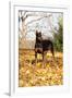 Doberman Pincher (Female) Standing in Yellow Maple Leaves, St. Charles, Illinois, USA-Lynn M^ Stone-Framed Photographic Print