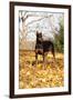 Doberman Pincher (Female) Standing in Yellow Maple Leaves, St. Charles, Illinois, USA-Lynn M^ Stone-Framed Photographic Print