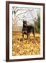 Doberman Pincher (Female) Standing in Yellow Maple Leaves, St. Charles, Illinois, USA-Lynn M^ Stone-Framed Photographic Print