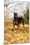Doberman Pincher (Female) Standing in Yellow Maple Leaves, St. Charles, Illinois, USA-Lynn M^ Stone-Mounted Photographic Print