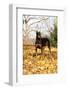 Doberman Pincher (Female) Standing in Yellow Maple Leaves, St. Charles, Illinois, USA-Lynn M^ Stone-Framed Photographic Print