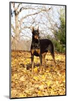 Doberman Pincher (Female) Standing in Yellow Maple Leaves, St. Charles, Illinois, USA-Lynn M^ Stone-Mounted Photographic Print