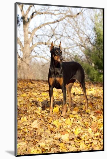Doberman Pincher (Female) Standing in Yellow Maple Leaves, St. Charles, Illinois, USA-Lynn M^ Stone-Mounted Photographic Print