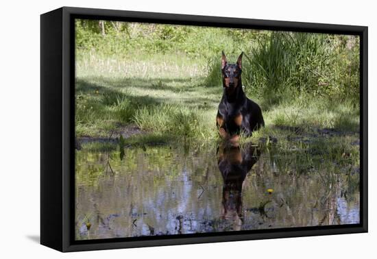 Doberman Pincher Lying in Green Grass and Reflecting into Rain Pool, St. Charles, Illinois USA-Lynn M^ Stone-Framed Stretched Canvas