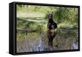 Doberman Pincher Lying in Green Grass and Reflecting into Rain Pool, St. Charles, Illinois USA-Lynn M^ Stone-Framed Stretched Canvas