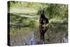 Doberman Pincher Lying in Green Grass and Reflecting into Rain Pool, St. Charles, Illinois USA-Lynn M^ Stone-Stretched Canvas