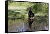 Doberman Pincher Lying in Green Grass and Reflecting into Rain Pool, St. Charles, Illinois USA-Lynn M^ Stone-Framed Stretched Canvas