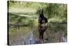 Doberman Pincher Lying in Green Grass and Reflecting into Rain Pool, St. Charles, Illinois USA-Lynn M^ Stone-Stretched Canvas