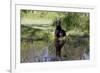 Doberman Pincher Lying in Green Grass and Reflecting into Rain Pool, St. Charles, Illinois USA-Lynn M^ Stone-Framed Photographic Print