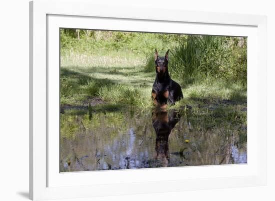 Doberman Pincher Lying in Green Grass and Reflecting into Rain Pool, St. Charles, Illinois USA-Lynn M^ Stone-Framed Photographic Print