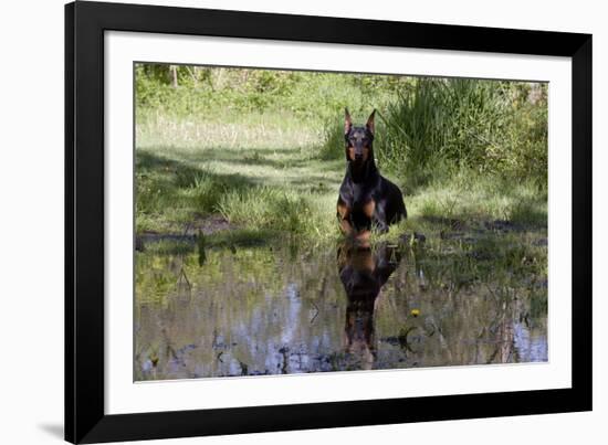 Doberman Pincher Lying in Green Grass and Reflecting into Rain Pool, St. Charles, Illinois USA-Lynn M^ Stone-Framed Photographic Print