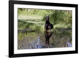 Doberman Pincher Lying in Green Grass and Reflecting into Rain Pool, St. Charles, Illinois USA-Lynn M^ Stone-Framed Photographic Print