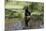 Doberman Pincher Lying in Green Grass and Reflecting into Rain Pool, St. Charles, Illinois USA-Lynn M^ Stone-Mounted Photographic Print