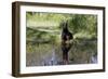 Doberman Pincher Lying in Green Grass and Reflecting into Rain Pool, St. Charles, Illinois USA-Lynn M^ Stone-Framed Photographic Print