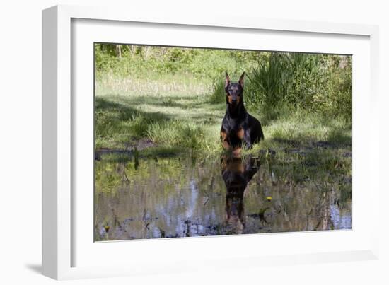 Doberman Pincher Lying in Green Grass and Reflecting into Rain Pool, St. Charles, Illinois USA-Lynn M^ Stone-Framed Photographic Print