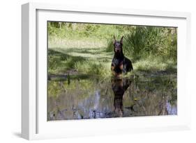 Doberman Pincher Lying in Green Grass and Reflecting into Rain Pool, St. Charles, Illinois USA-Lynn M^ Stone-Framed Photographic Print