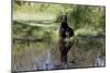 Doberman Pincher Lying in Green Grass and Reflecting into Rain Pool, St. Charles, Illinois USA-Lynn M^ Stone-Mounted Photographic Print