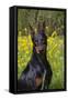 Doberman Pincher, Portrait, in Wild Mustard in Meadow, St. Charles, Illinois, USA-Lynn M^ Stone-Framed Stretched Canvas