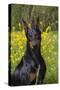 Doberman Pincher, Portrait, in Wild Mustard in Meadow, St. Charles, Illinois, USA-Lynn M^ Stone-Stretched Canvas