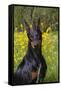 Doberman Pincher, Portrait, in Wild Mustard in Meadow, St. Charles, Illinois, USA-Lynn M^ Stone-Framed Stretched Canvas