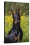 Doberman Pincher, Portrait, in Wild Mustard in Meadow, St. Charles, Illinois, USA-Lynn M^ Stone-Stretched Canvas