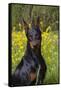 Doberman Pincher, Portrait, in Wild Mustard in Meadow, St. Charles, Illinois, USA-Lynn M^ Stone-Framed Stretched Canvas