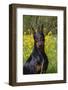 Doberman Pincher, Portrait, in Wild Mustard in Meadow, St. Charles, Illinois, USA-Lynn M^ Stone-Framed Photographic Print