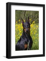 Doberman Pincher, Portrait, in Wild Mustard in Meadow, St. Charles, Illinois, USA-Lynn M^ Stone-Framed Photographic Print