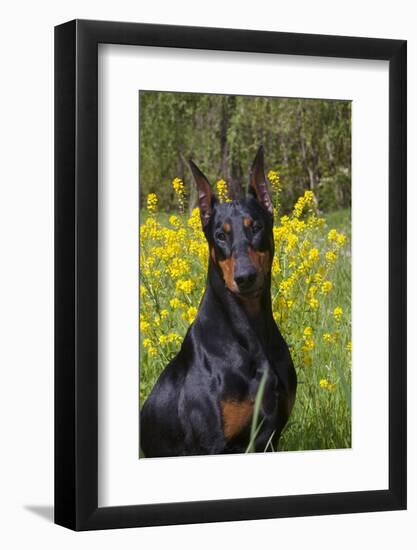 Doberman Pincher, Portrait, in Wild Mustard in Meadow, St. Charles, Illinois, USA-Lynn M^ Stone-Framed Photographic Print