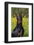 Doberman Pincher, Portrait, in Wild Mustard in Meadow, St. Charles, Illinois, USA-Lynn M^ Stone-Framed Photographic Print