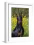 Doberman Pincher, Portrait, in Wild Mustard in Meadow, St. Charles, Illinois, USA-Lynn M^ Stone-Framed Photographic Print