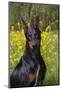 Doberman Pincher, Portrait, in Wild Mustard in Meadow, St. Charles, Illinois, USA-Lynn M^ Stone-Mounted Photographic Print