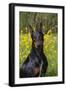 Doberman Pincher, Portrait, in Wild Mustard in Meadow, St. Charles, Illinois, USA-Lynn M^ Stone-Framed Photographic Print