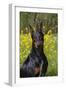 Doberman Pincher, Portrait, in Wild Mustard in Meadow, St. Charles, Illinois, USA-Lynn M^ Stone-Framed Photographic Print