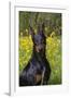 Doberman Pincher, Portrait, in Wild Mustard in Meadow, St. Charles, Illinois, USA-Lynn M^ Stone-Framed Photographic Print