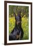 Doberman Pincher, Portrait, in Wild Mustard in Meadow, St. Charles, Illinois, USA-Lynn M^ Stone-Framed Photographic Print