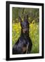 Doberman Pincher, Portrait, in Wild Mustard in Meadow, St. Charles, Illinois, USA-Lynn M^ Stone-Framed Photographic Print