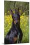 Doberman Pincher, Portrait, in Wild Mustard in Meadow, St. Charles, Illinois, USA-Lynn M^ Stone-Mounted Photographic Print