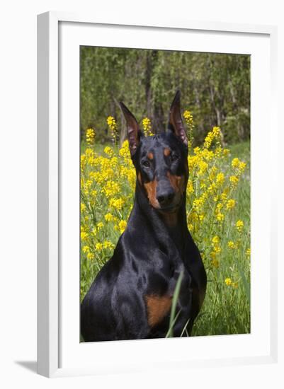 Doberman Pincher, Portrait, in Wild Mustard in Meadow, St. Charles, Illinois, USA-Lynn M^ Stone-Framed Photographic Print