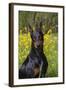 Doberman Pincher, Portrait, in Wild Mustard in Meadow, St. Charles, Illinois, USA-Lynn M^ Stone-Framed Photographic Print