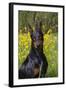 Doberman Pincher, Portrait, in Wild Mustard in Meadow, St. Charles, Illinois, USA-Lynn M^ Stone-Framed Photographic Print