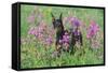 Doberman Pincher Standing in Purple Flox, Geneva, Illinois, USA-Lynn M^ Stone-Framed Stretched Canvas