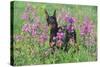 Doberman Pincher Standing in Purple Flox, Geneva, Illinois, USA-Lynn M^ Stone-Stretched Canvas