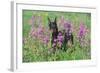 Doberman Pincher Standing in Purple Flox, Geneva, Illinois, USA-Lynn M^ Stone-Framed Photographic Print