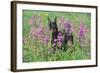 Doberman Pincher Standing in Purple Flox, Geneva, Illinois, USA-Lynn M^ Stone-Framed Photographic Print